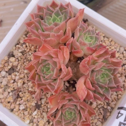 用***0皮皮虾25114多肉植物