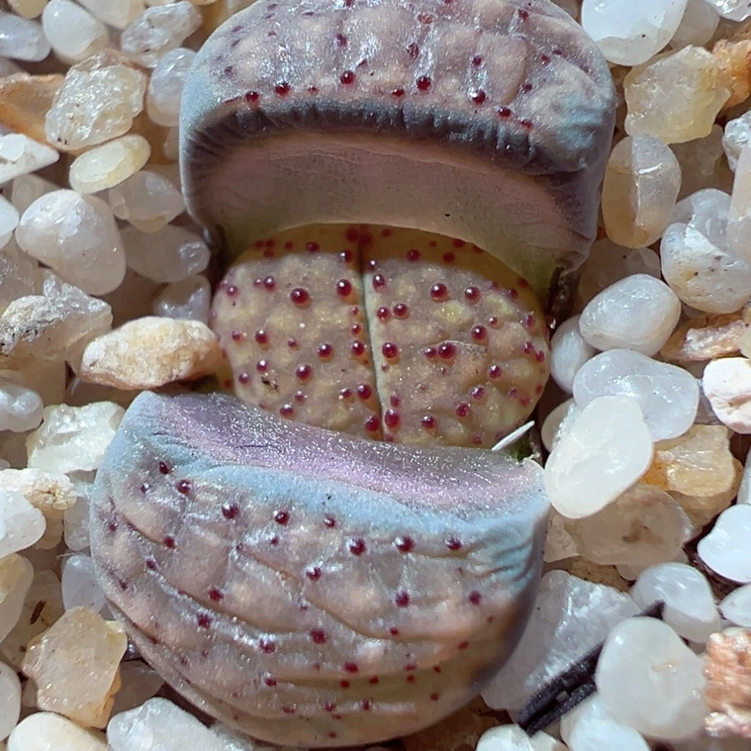 103-332多肉多日血点