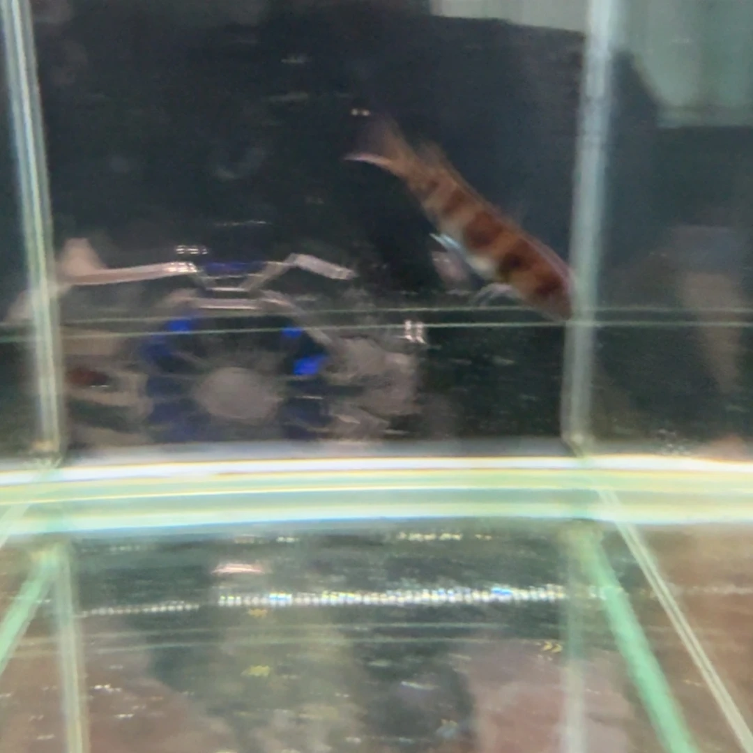 慈鲷1216布隆迪。