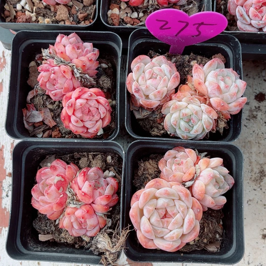 275号小老桩糖钻群4颗组合