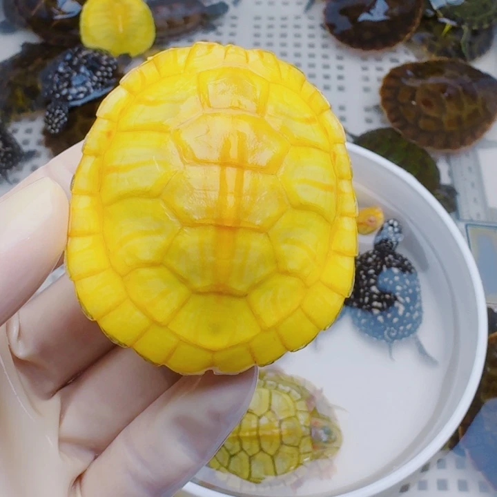 大***ゞ宠物龟母2222222222