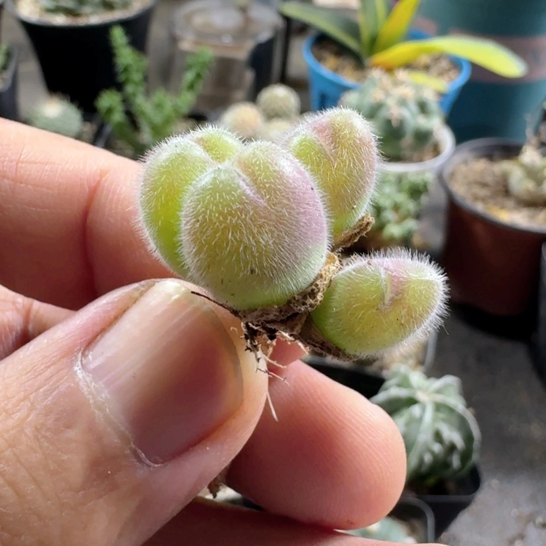 920长毛毛翠滴脱土发货