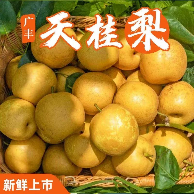 江西特产上饶广丰天桂梨皮薄肉细脆甜多汁基地直发当季水果梨子