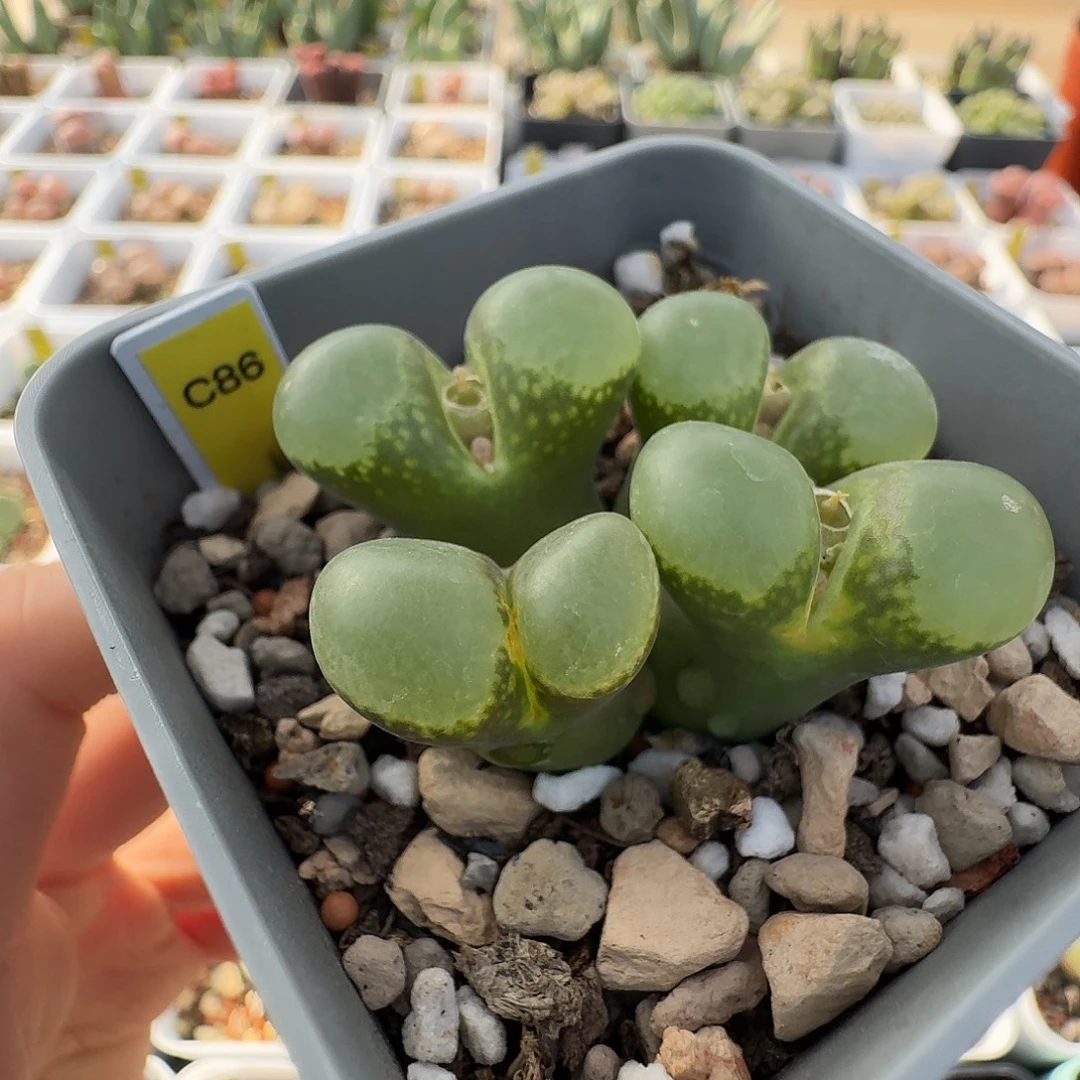 c86大型红风铃玉4头脱土发货