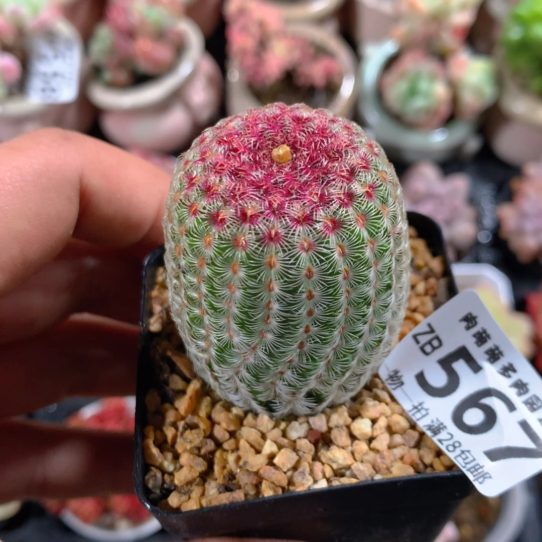 5CM拇指盆精控多肉ZB567