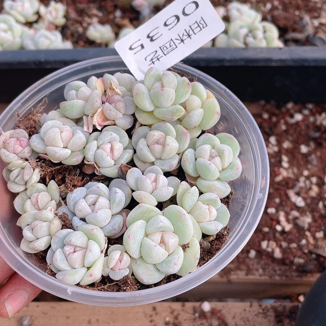 多肉植物多肉植物635