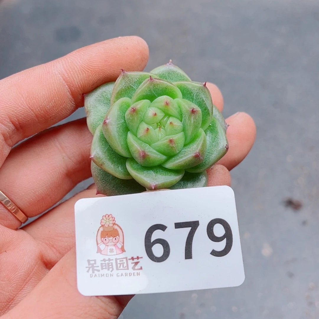 当前无花朵，栽培后可花朵