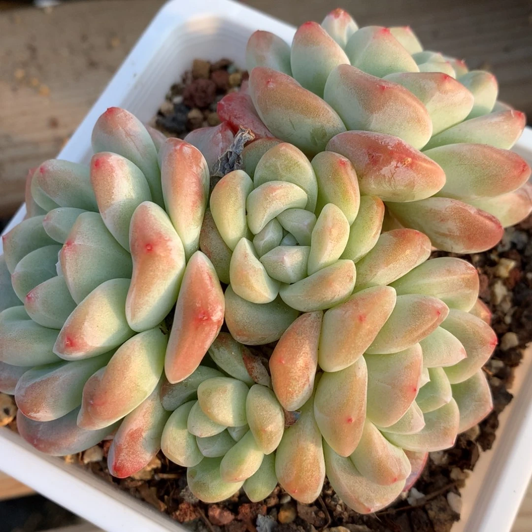 0204-19 老桩冰玉