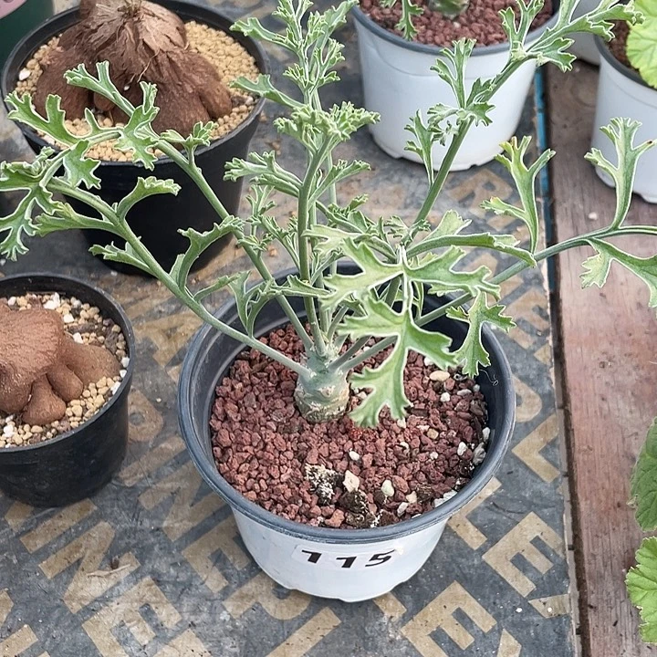 蟹***坑115沉香鹿茸杨葵，