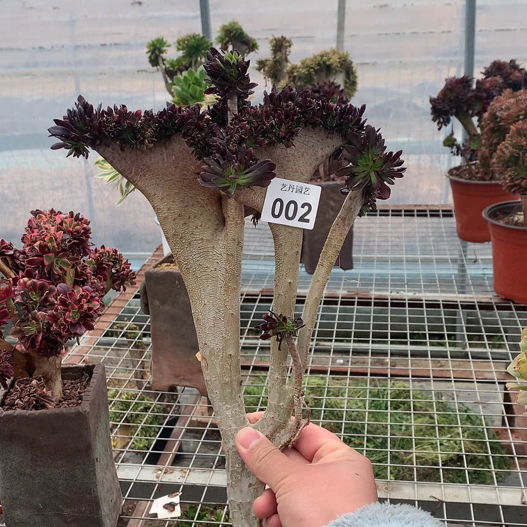 002黑法师砍头缀化