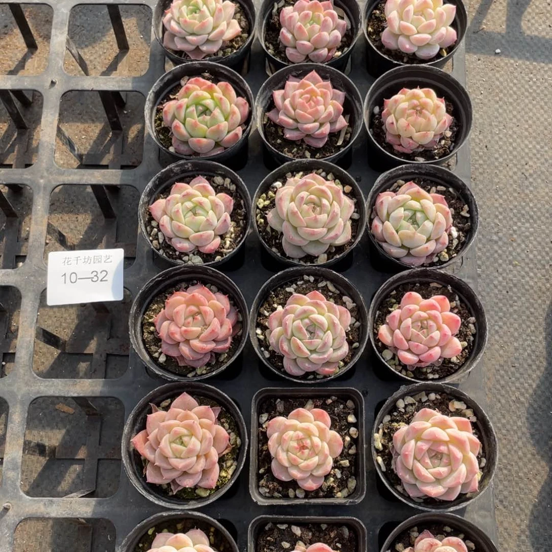 一物一拍18颗10-32