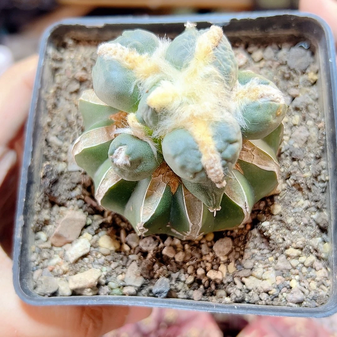 14号苗接蓝白肌蛋怒5.3公分