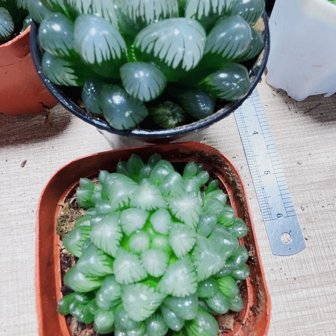 两颗漂亮冰灯多肉植物