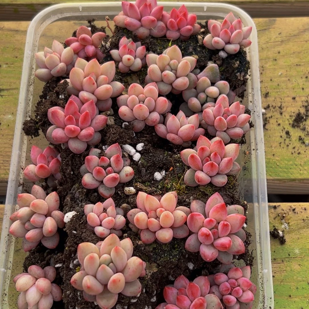 783多肉葡萄领导人的