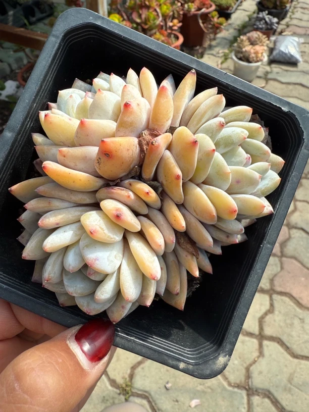 成梦露三头多肉植物 整群无砍