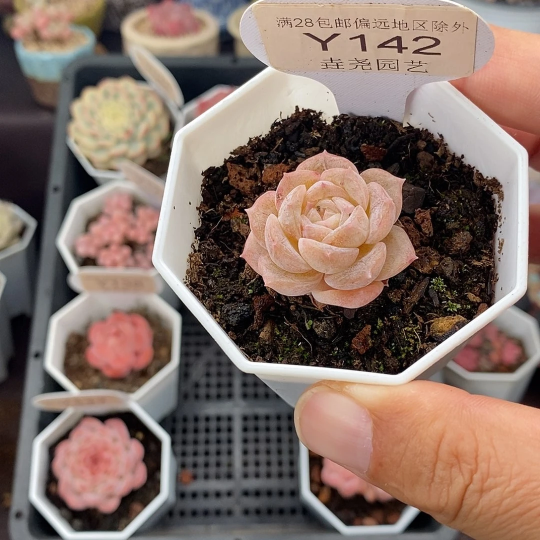 0142 冰贵妃 3cm
