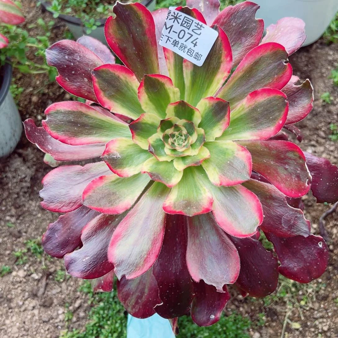 巫毒白多肉植物074