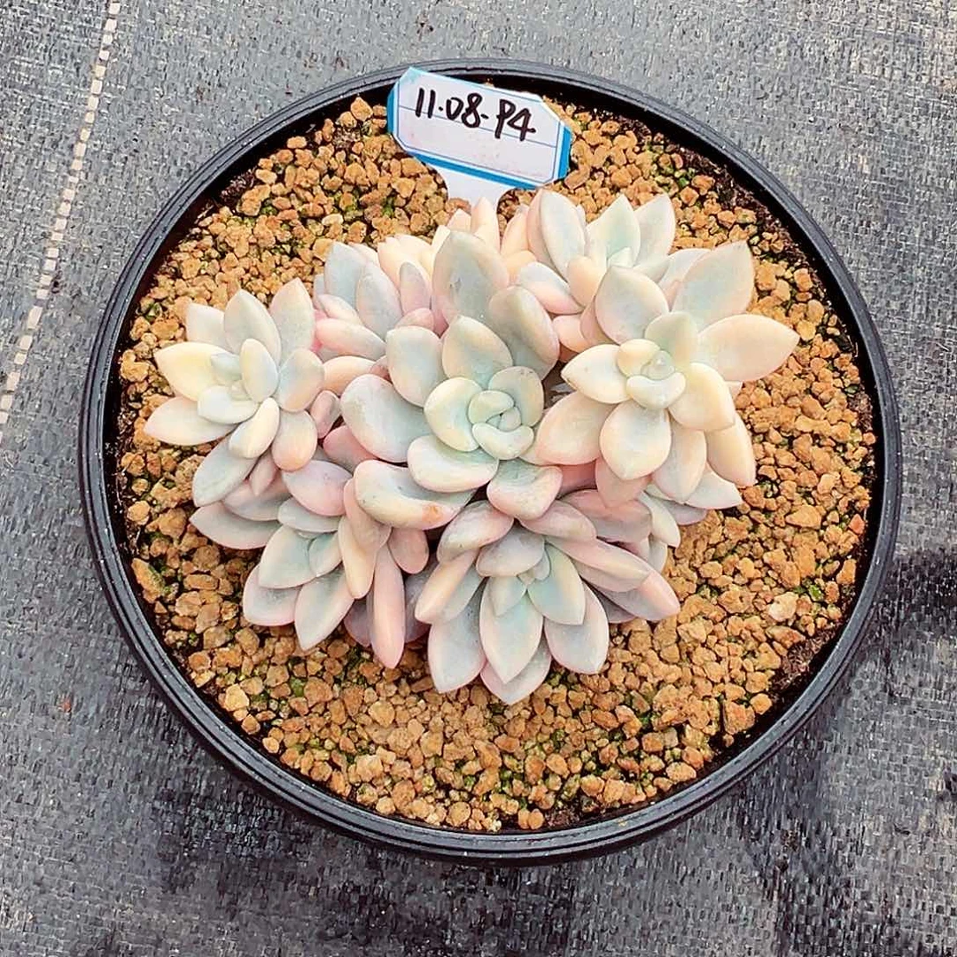 小***米1108-94宽边奥普锦群