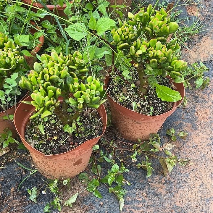 瘦***发多肉植物实物直播实物125