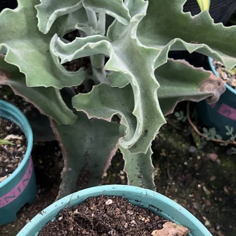 L***刚白衣仙女之舞多肉植物
