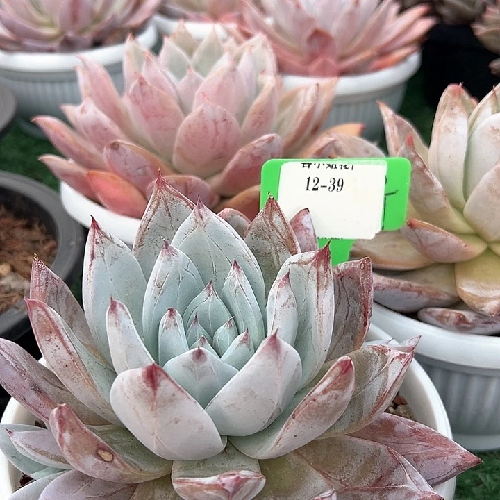 12.39泰迪熊带盆一个