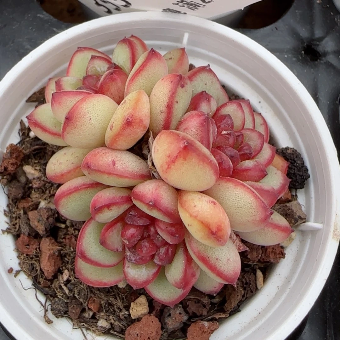 花语逸境0223-361