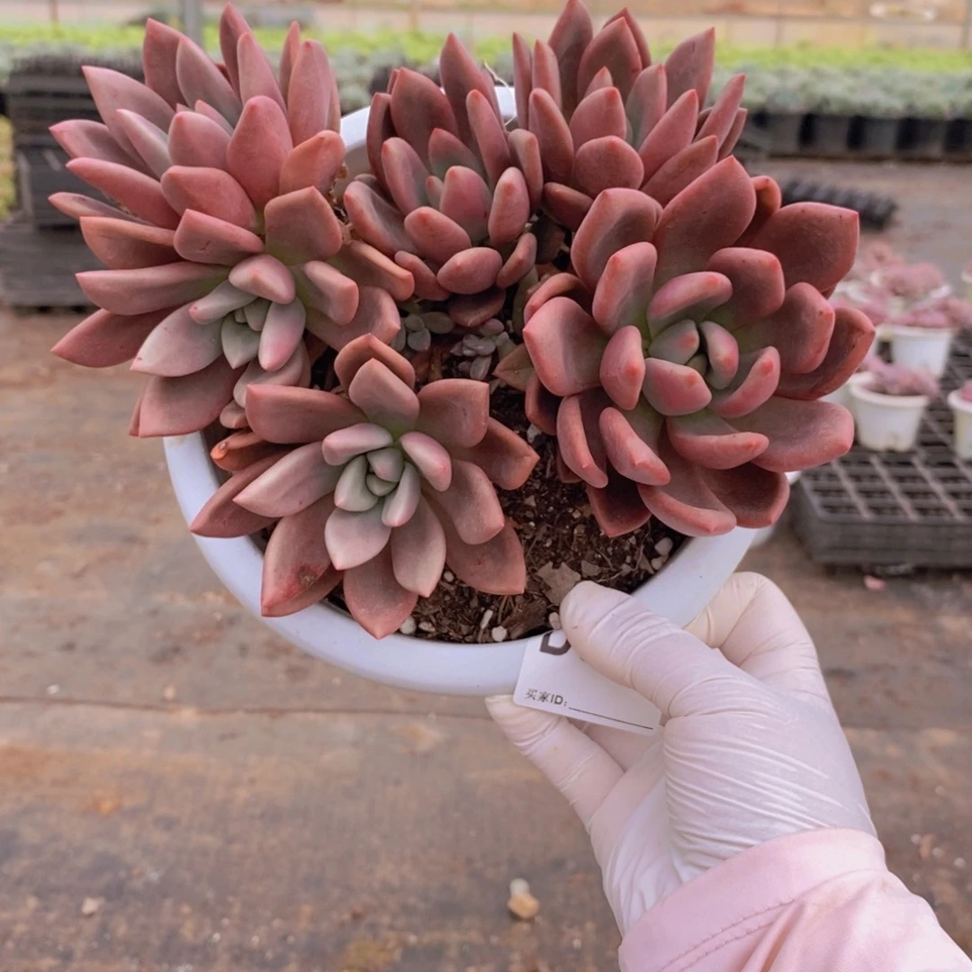 508桃花源一物一拍