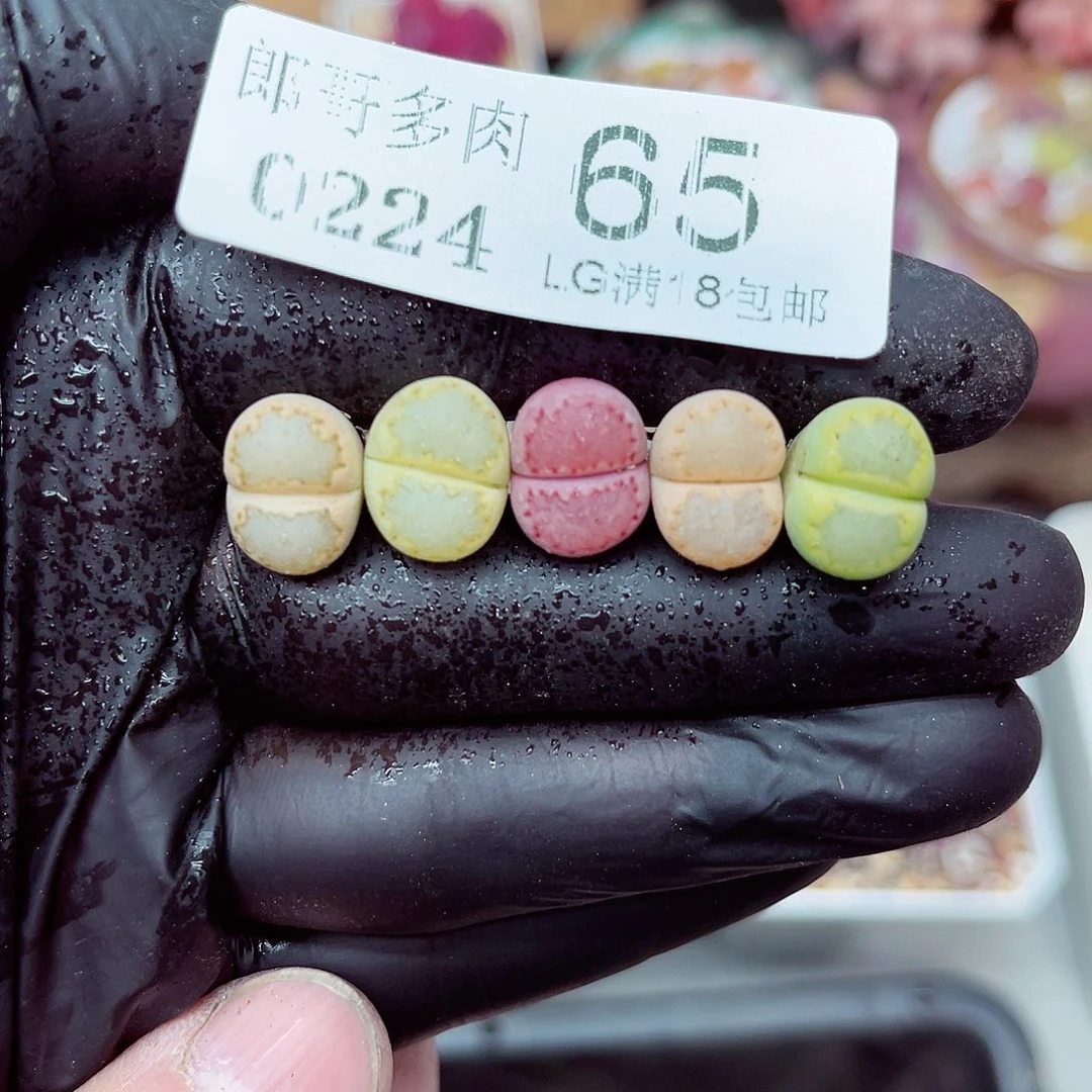 郎哥多少生石花24-65