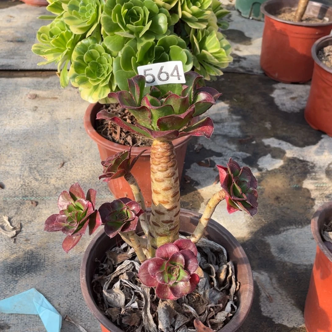魅影七彩多肉植物法师