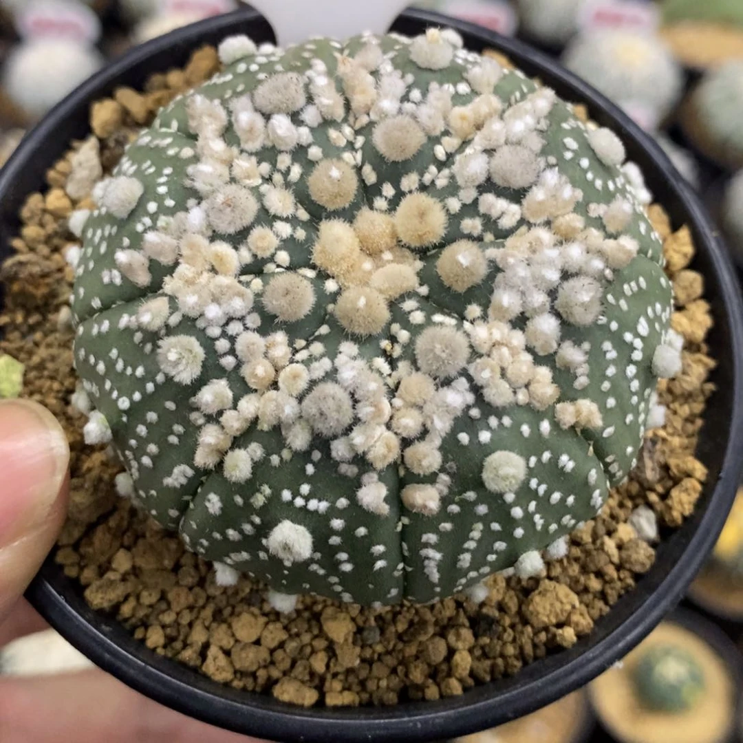 818顶绒花园兜福利多多