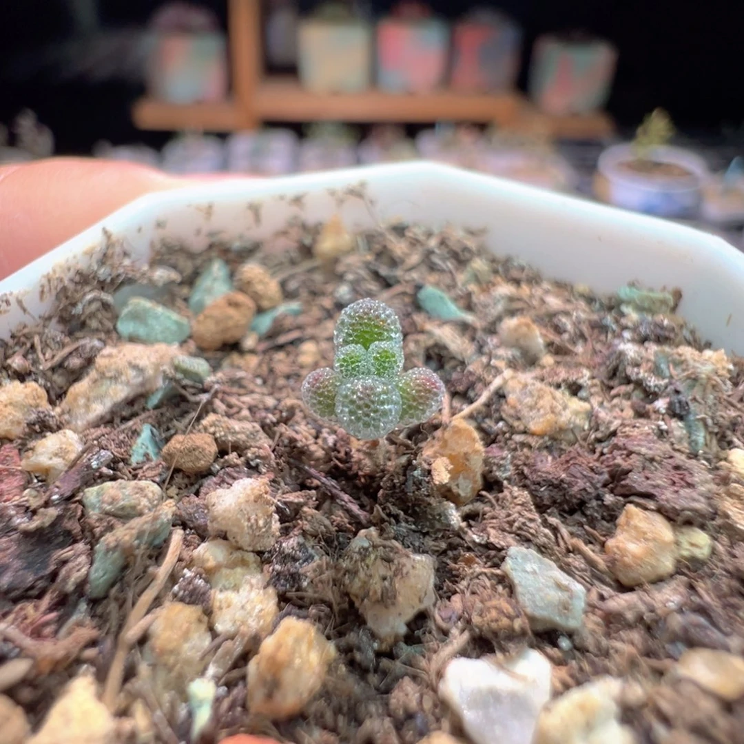 尺寸很小，1130实生粉冰晶，实生拍下不退不换