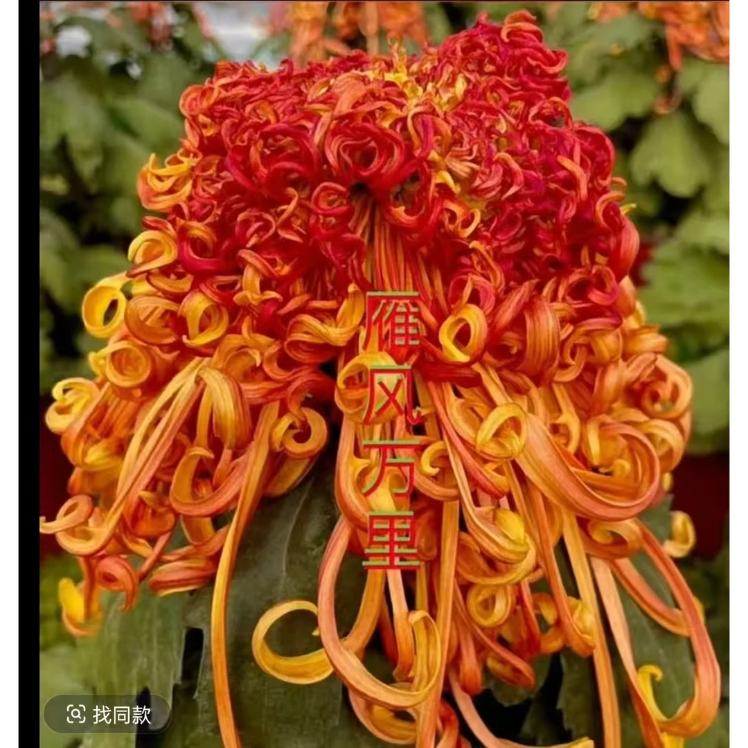 月九菊【雁风万里】多年生大菊花苗盆栽室内外阳台花卉好养护
