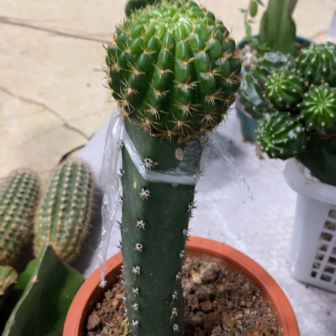 新品丽花L34母本绣谱1一物一拍