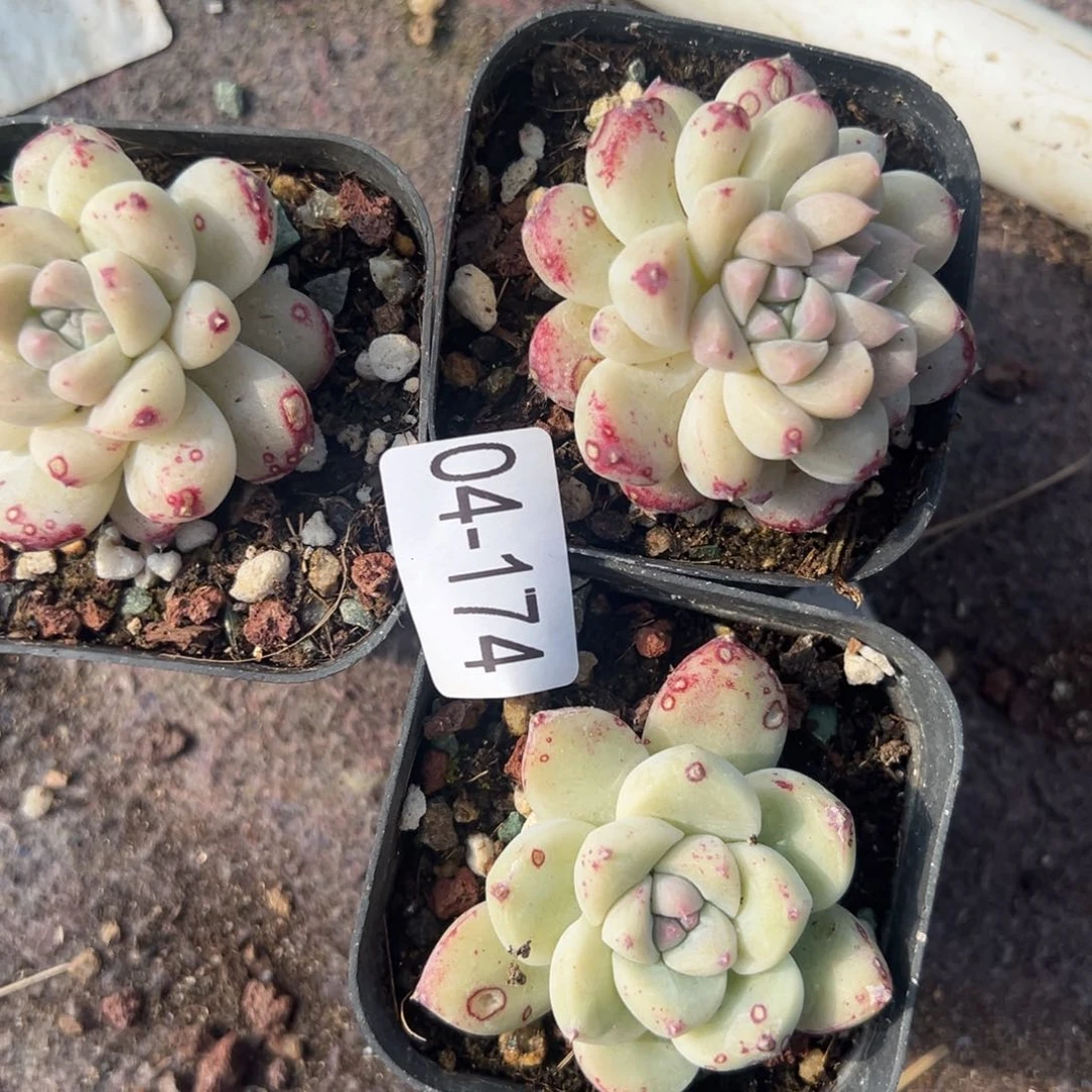 非**鸟小卡拉米糖心一物一拍4-174