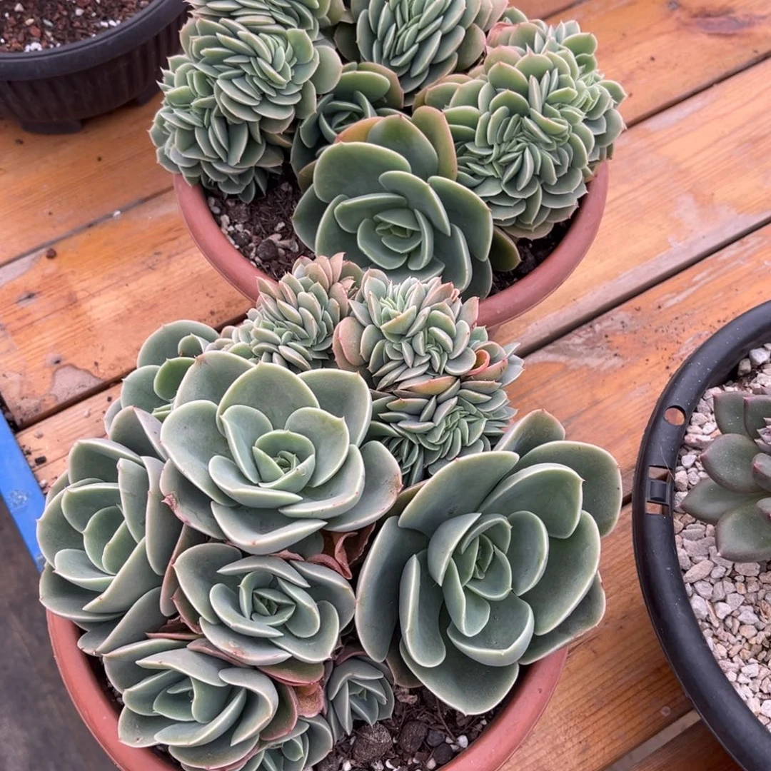 多肉植物多肉植物