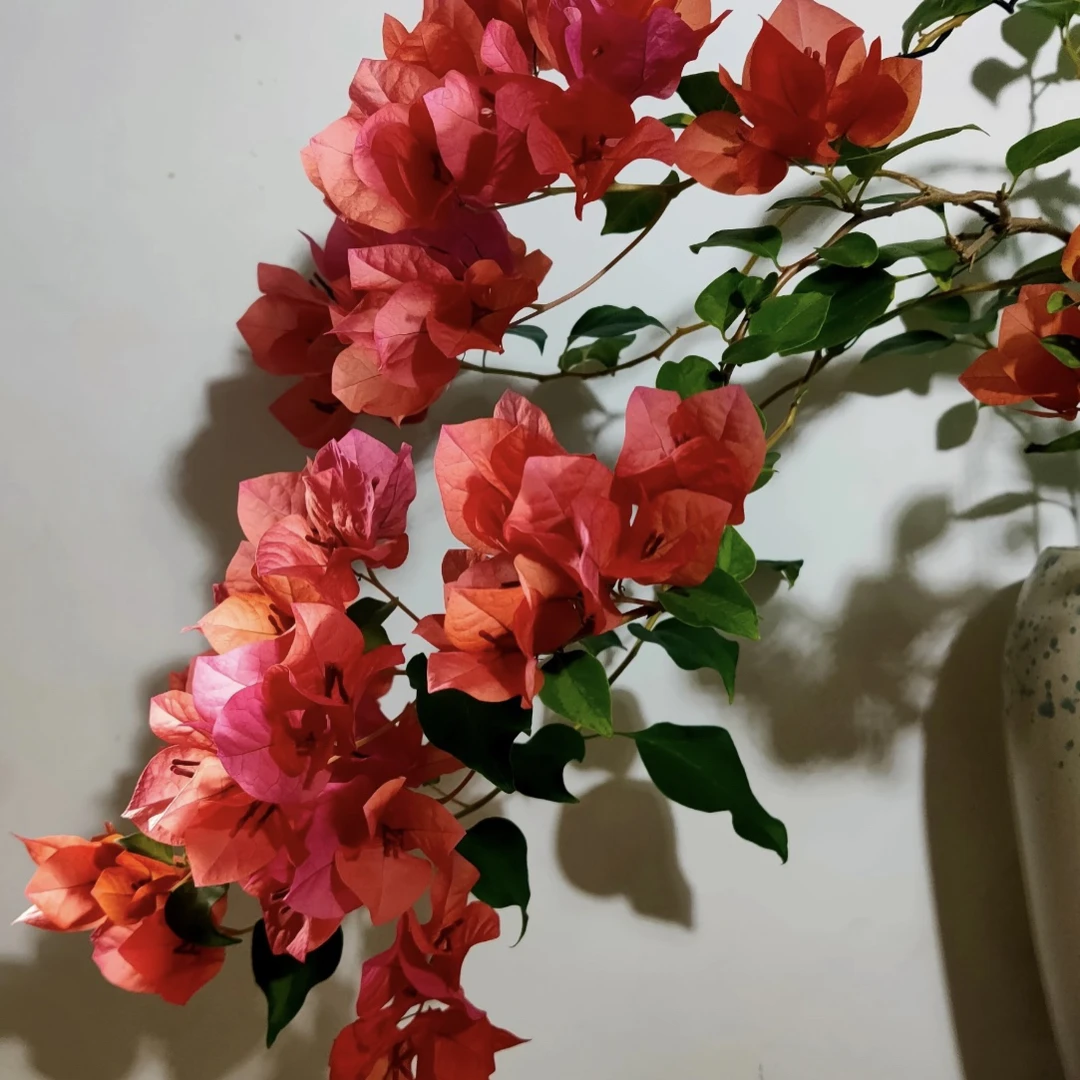 【暗斑夕阳红】四季开花（落花落叶不售后一个月内换盆不售后）哇塞姐