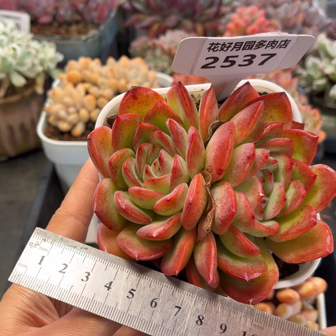 2537 满30包邮天冷地区必拍保温箱