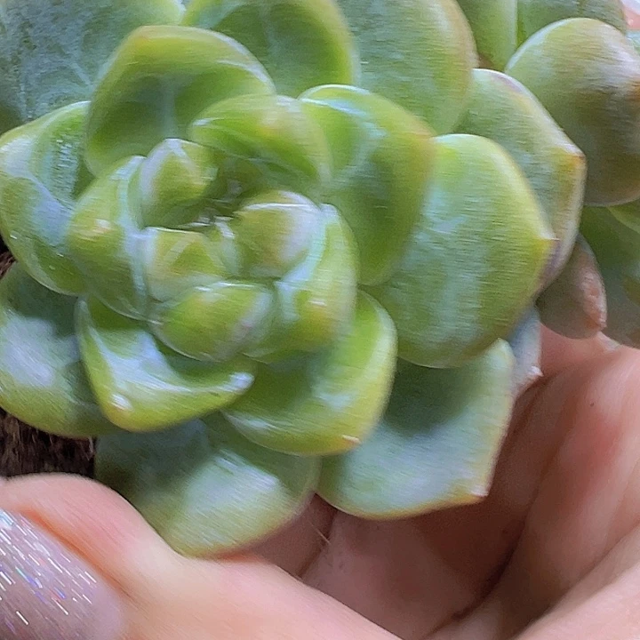 双头刚毅19包邮多肉