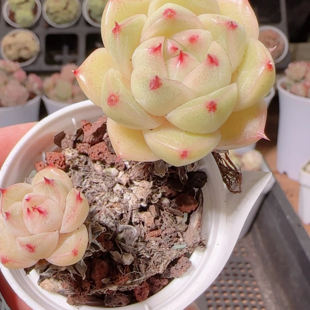 花语逸镜1130-242散