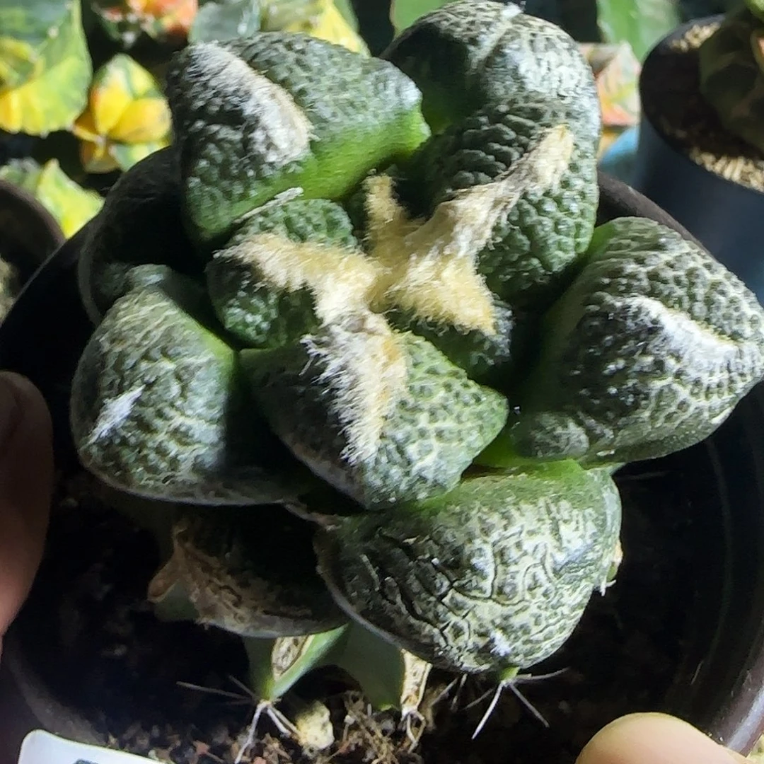 连山170仙人球开花