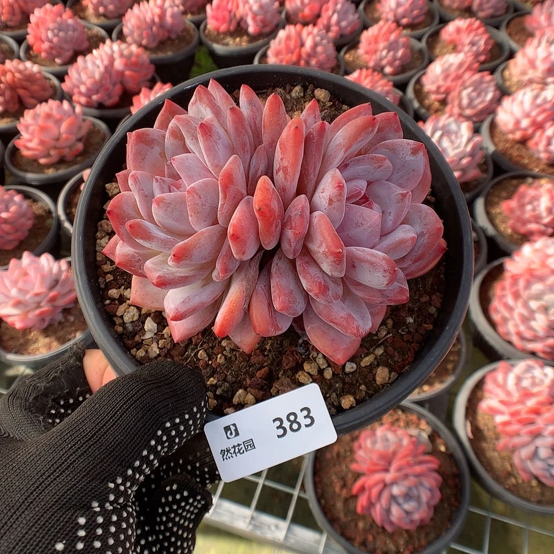 383梦露多肉植物666