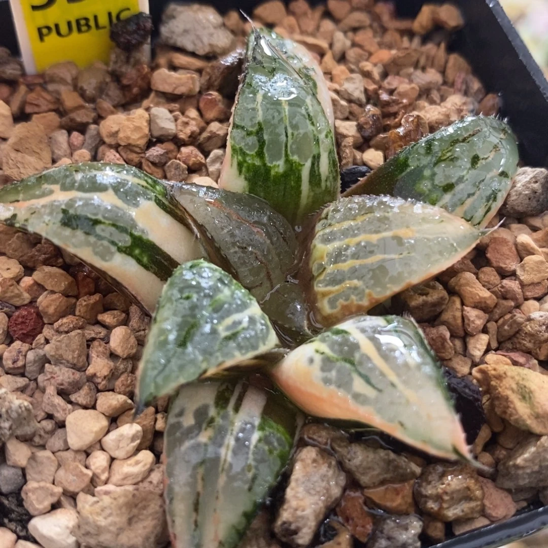 556青木克锦一物一拍