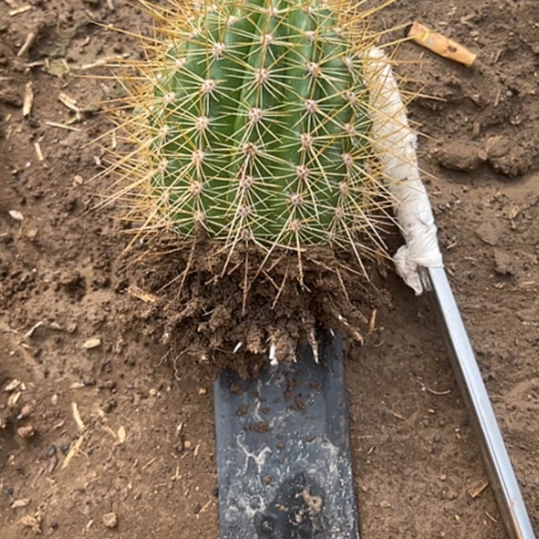 【闪购商品】清清15根带花