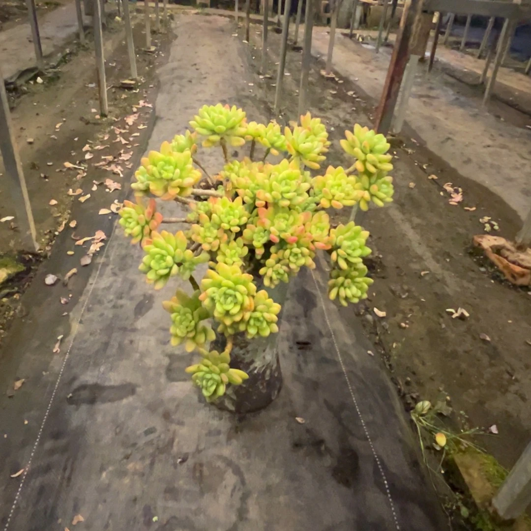 精品春萌妖桩加盆 物流费自付