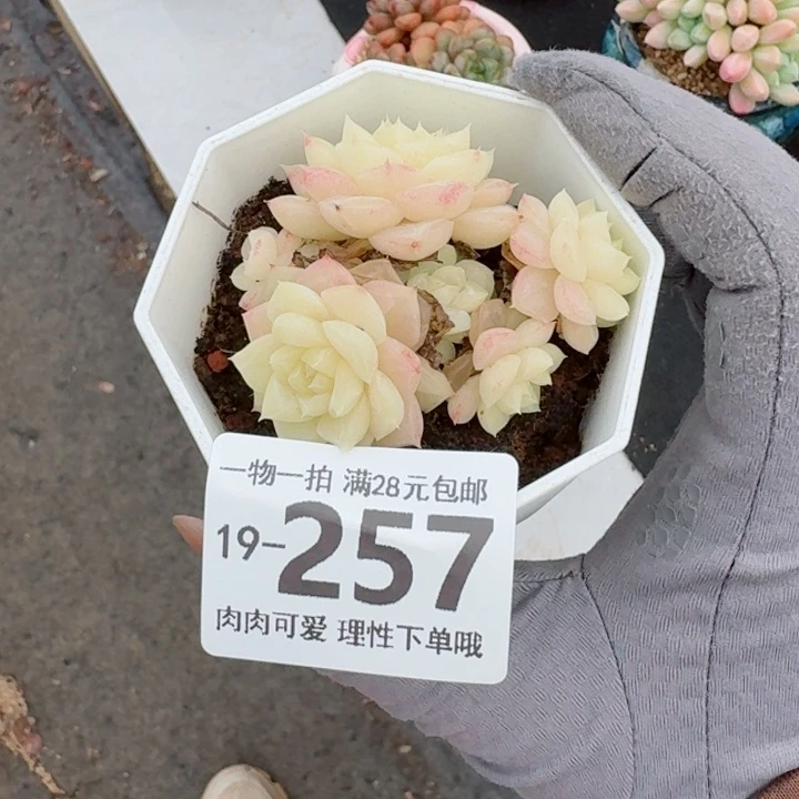 白天鹅无盆土发货多