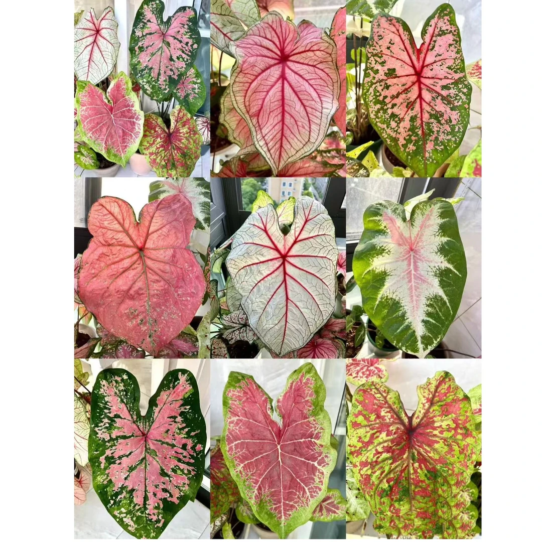 二舅家花卉绿植一物一拍价格链接