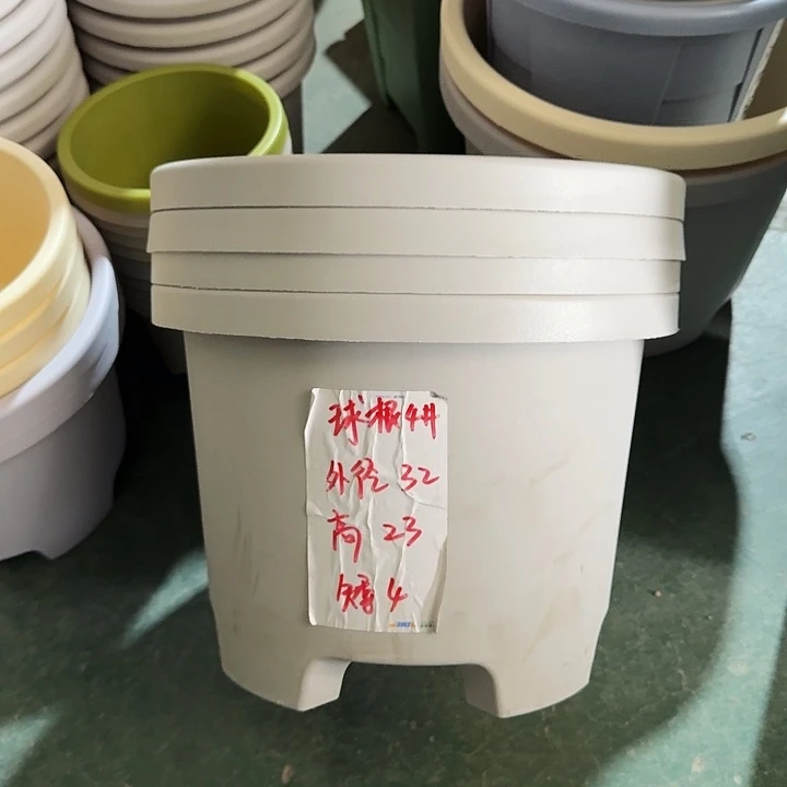 球根4#无托灰白5个