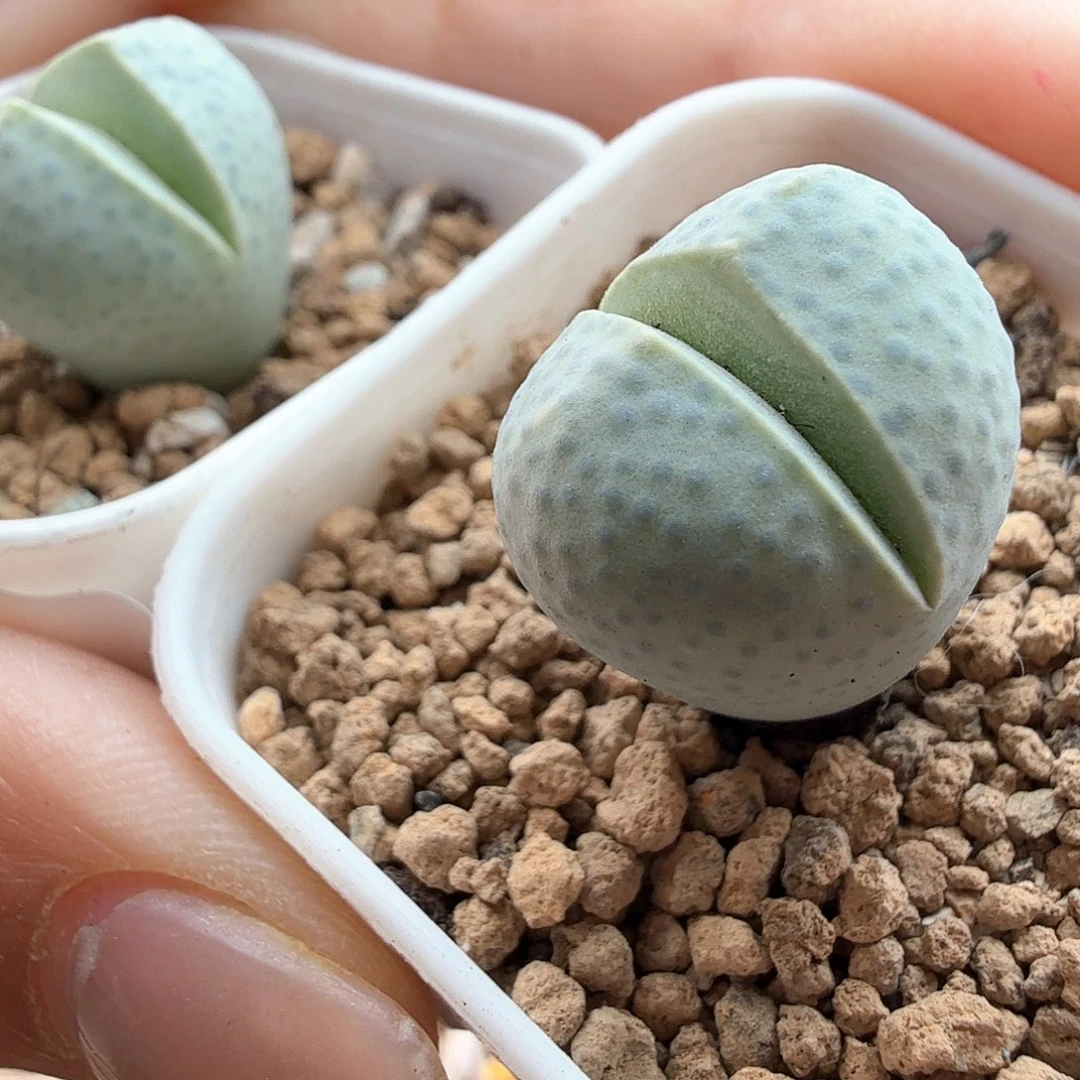 2.7.71/绿幻玉2个/多肉植物