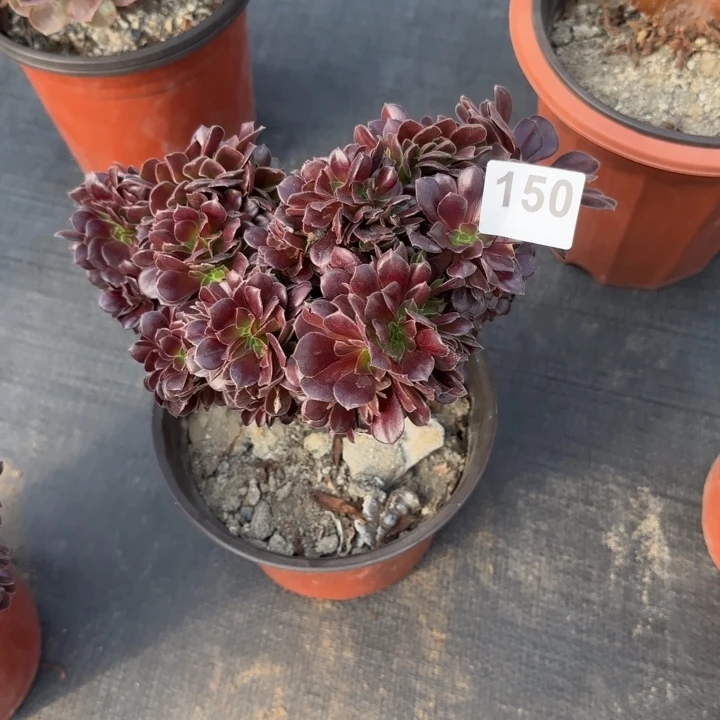 多肉植物欧紫缀150