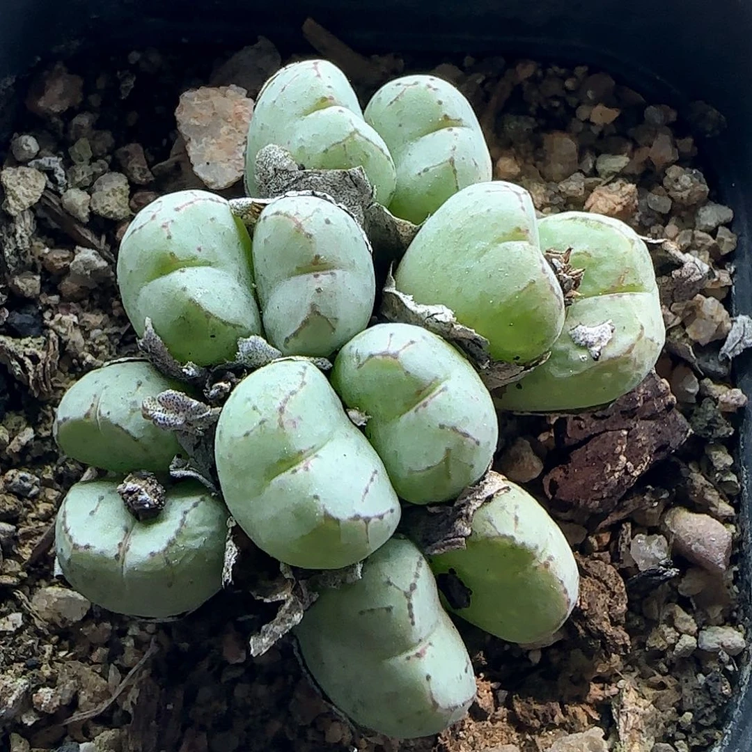 荧光玉。        45219